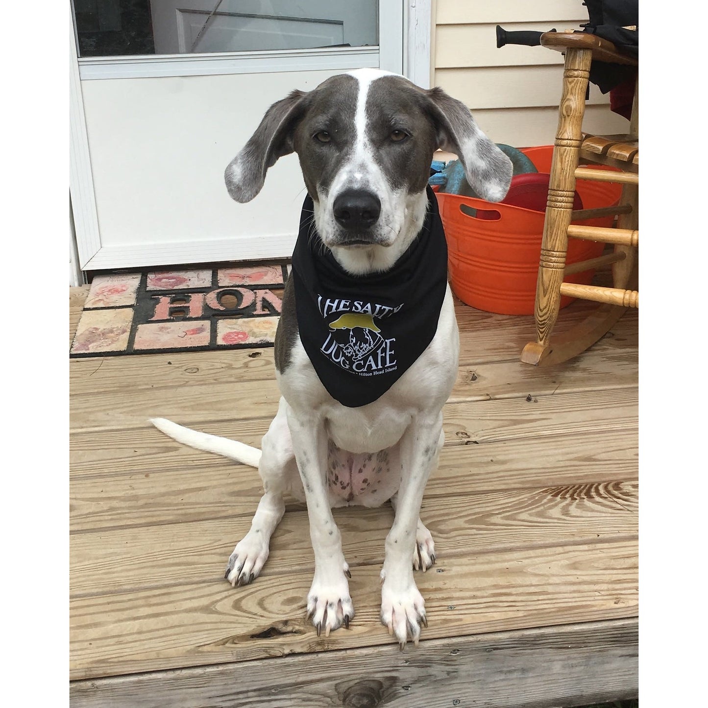 Salty Dog Bandana